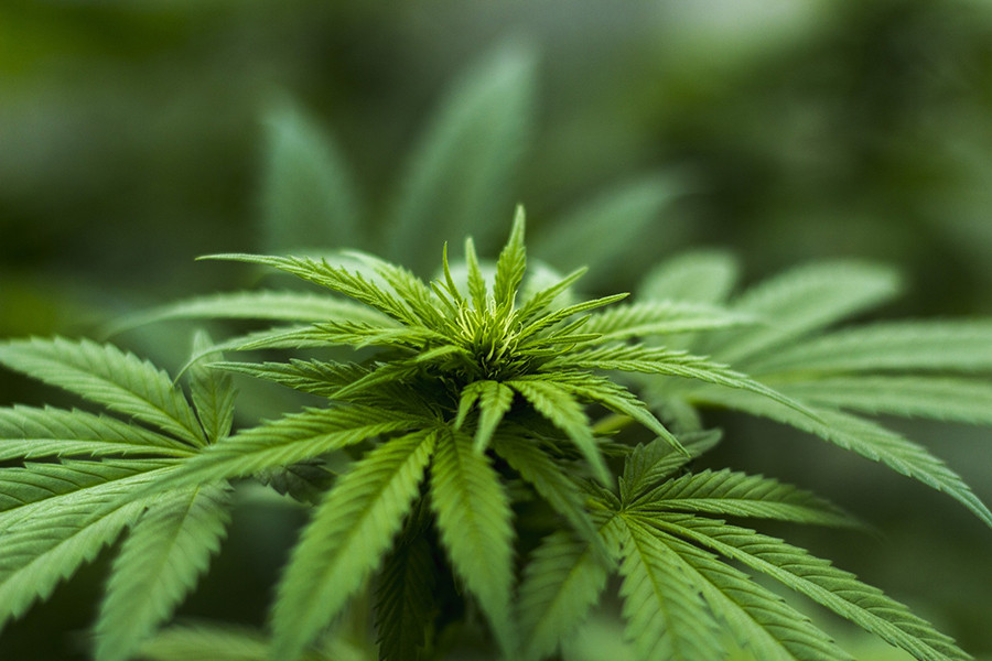 The truth about hemp and marijuana
