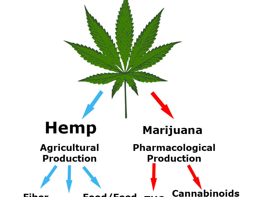 Is hemp the same as marijuana?