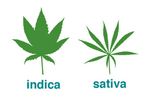 Is hemp the same as marijuana