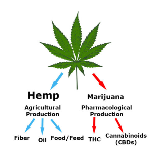 Is hemp the same as marijuana